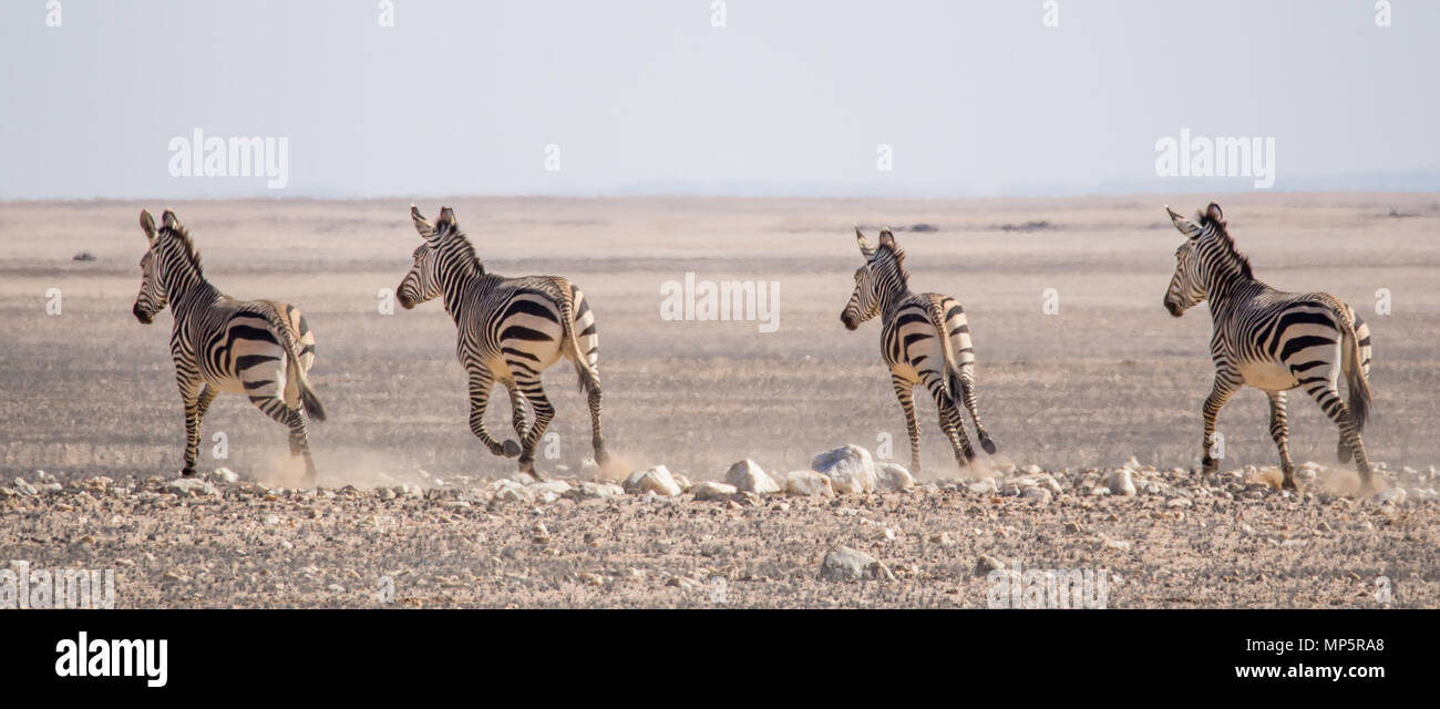 Group of zebras riding on horizon in Namib desert at Namib-Naukluft National Park, Namibia, Africa Stock Photo