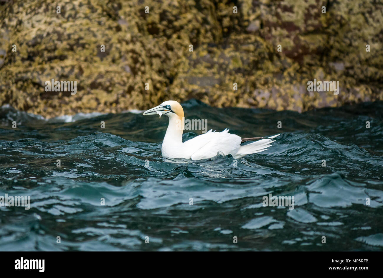 Close up of Northern gannet, Morus bassanus, swimming in sea next to Bass Rock, Firth of Forth, Scotland, UK, with feather in beak Stock Photo