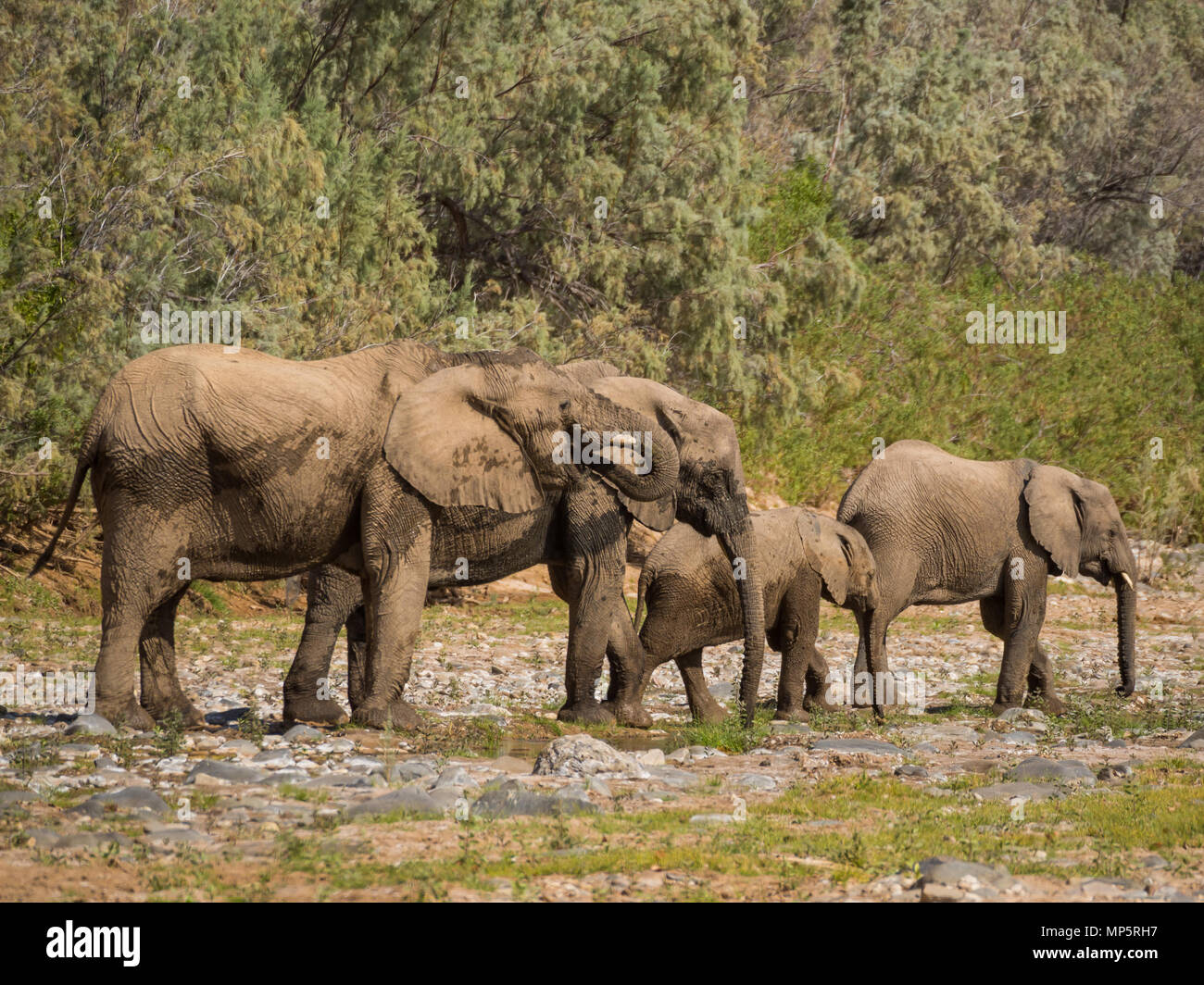 Desert elephant family drinking from puddle of water in Hoarusib river bed, Namibia, Southern Africa Stock Photo