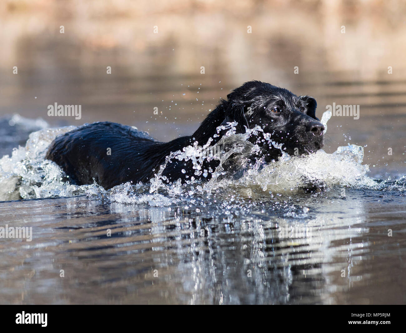 Gun dog spring hi-res stock photography and images - Alamy