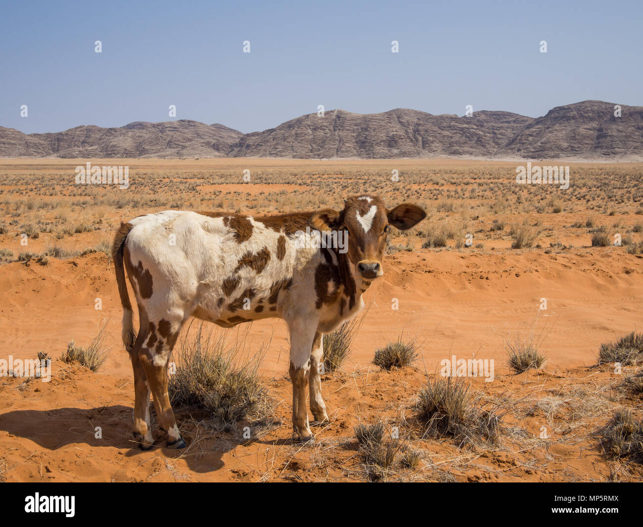 Single spotted calf standing in front of mountains and sand, Damaraland, Namibia, Southern Africa Stock Photo