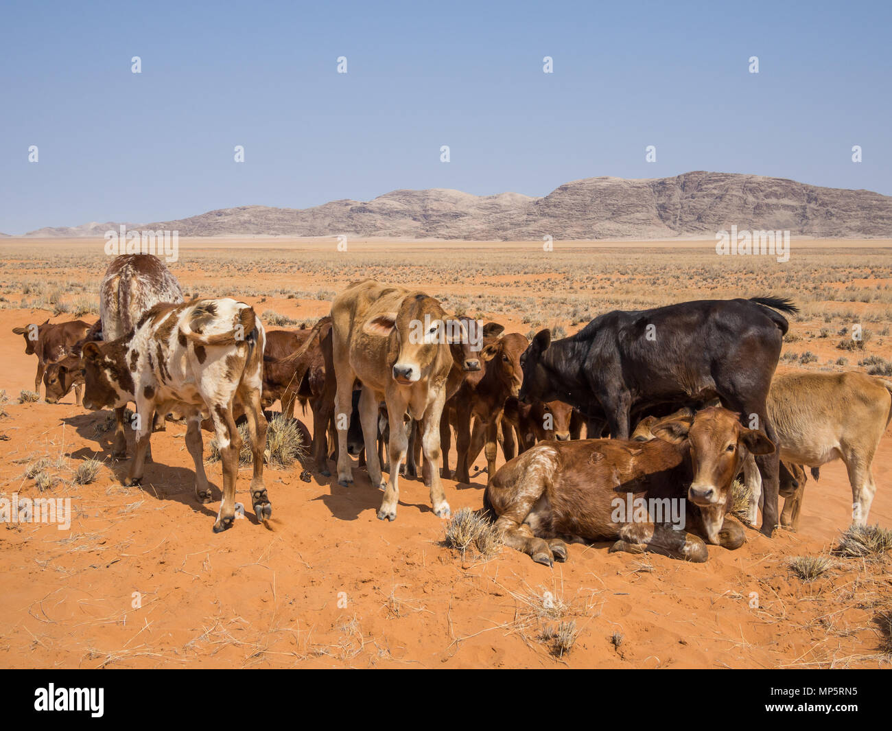 Herd of calfs standing and laying in front of mountains and sand, Damaraland, Namibia, Southern Africa Stock Photo