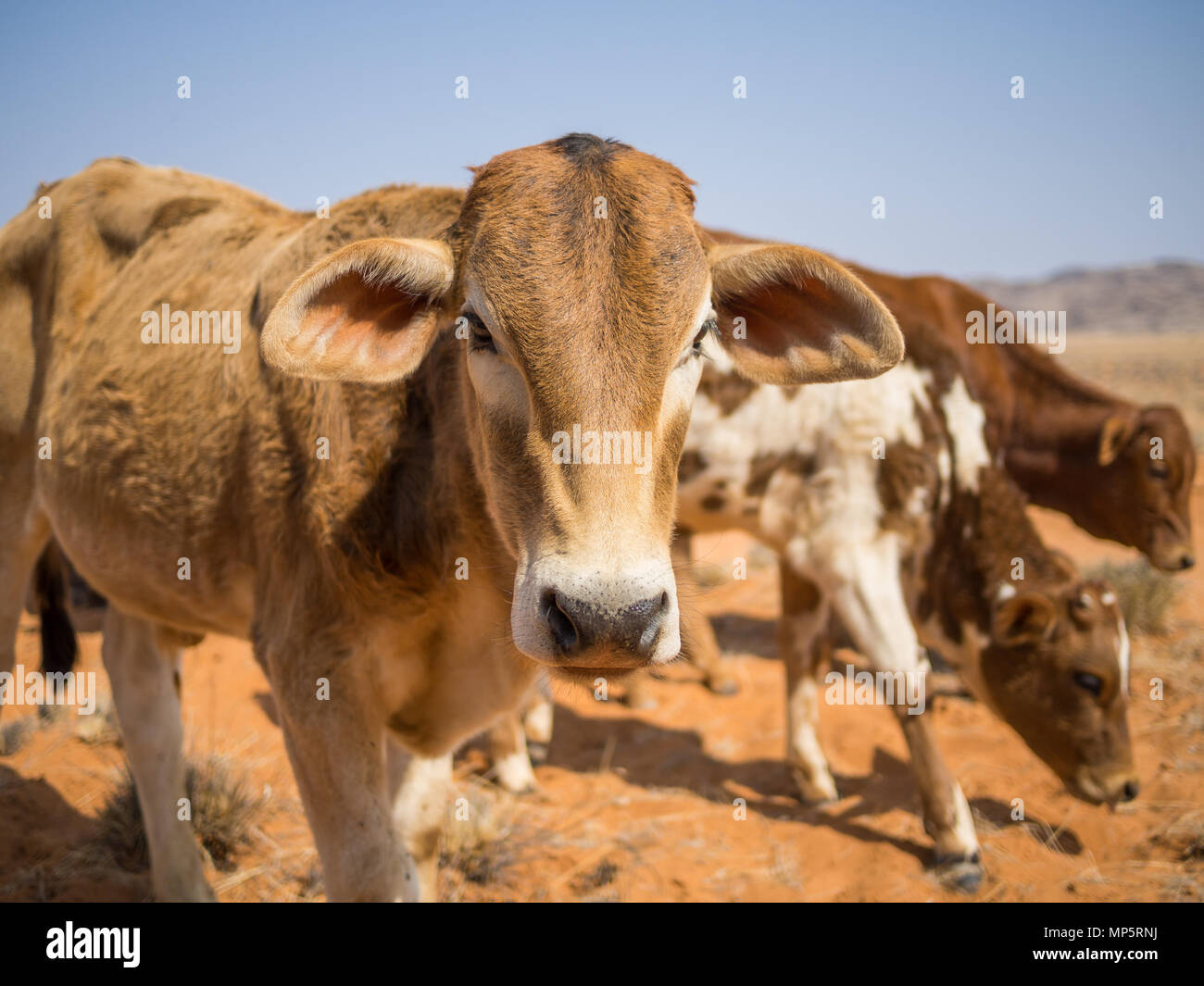 Portrait of three calfs in Namib desert, Damaraland, Namibia, Southern Africa Stock Photo