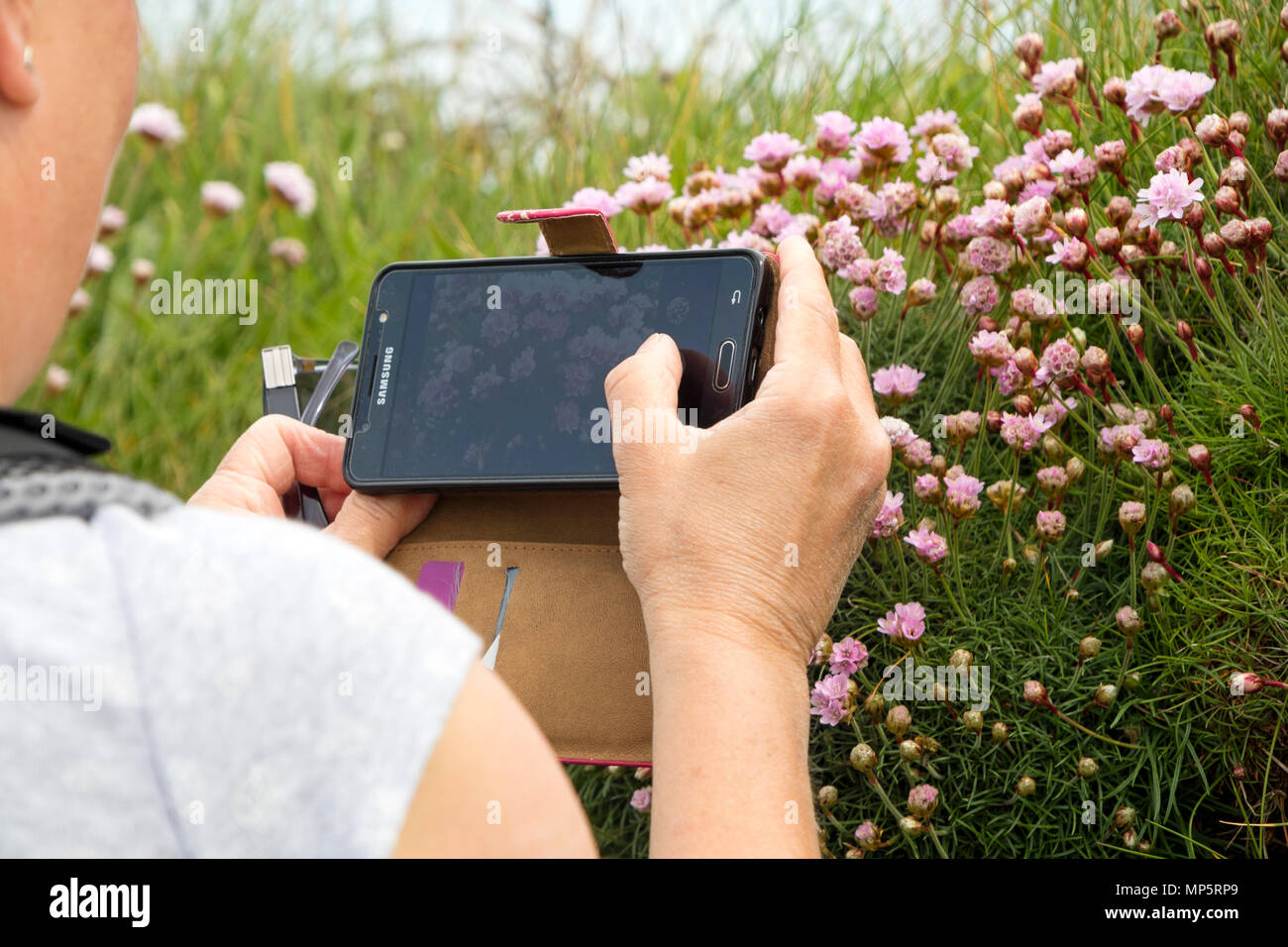 A Woman Capturing an Image of Thrift Flowers (Armeria maritama) on her Mobile Phone, South West Coast Path, Cornwall, UK. Stock Photo
