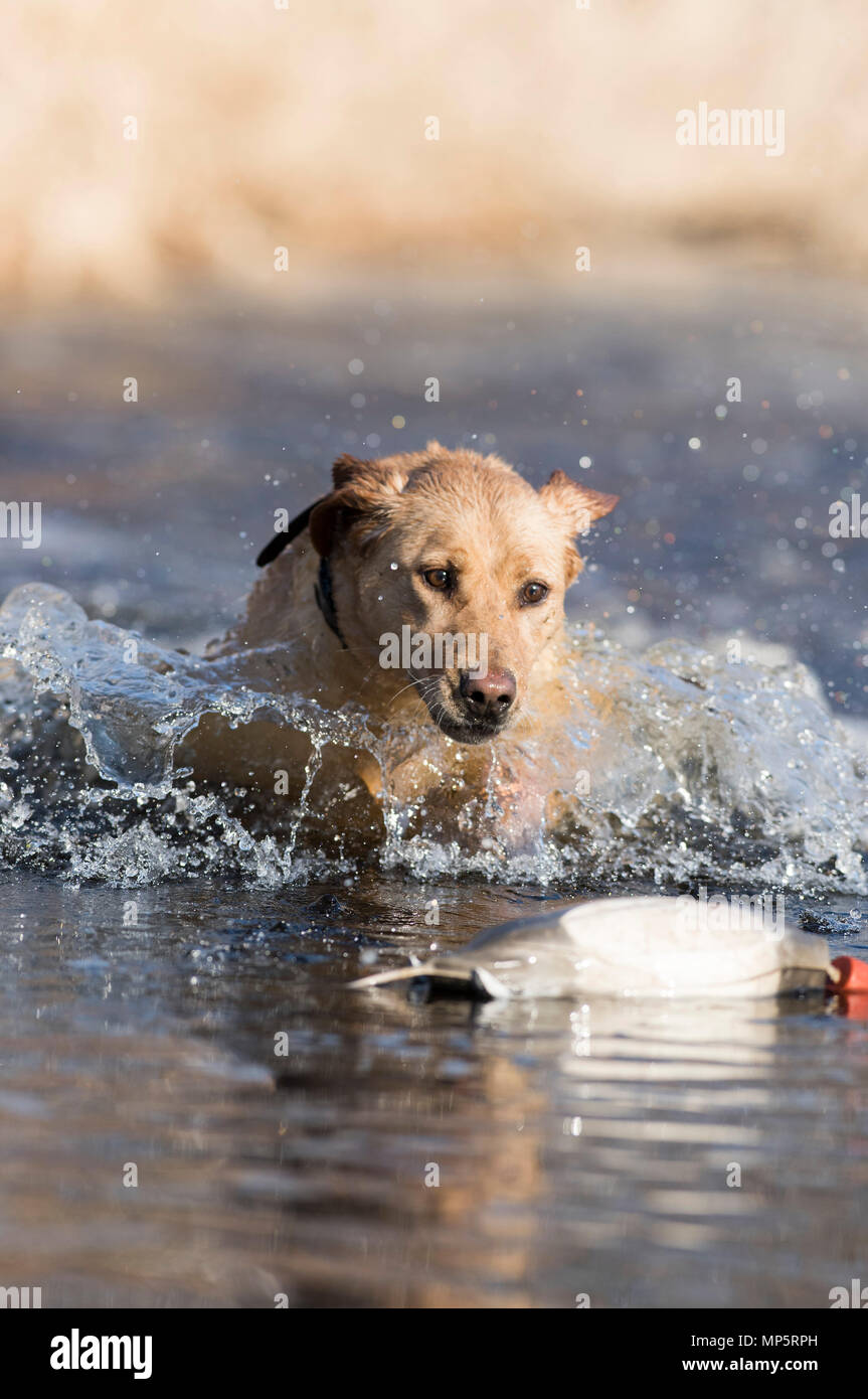 Labrador Retriever out retrieving in the spring Stock Photo - Alamy