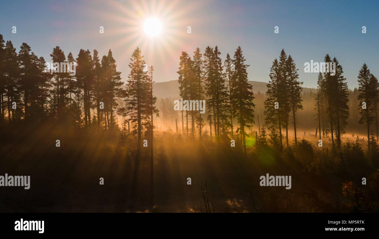 Sunrise over a forest of pine trees in the Cairngorms National Park, Scotland UK Stock Photo