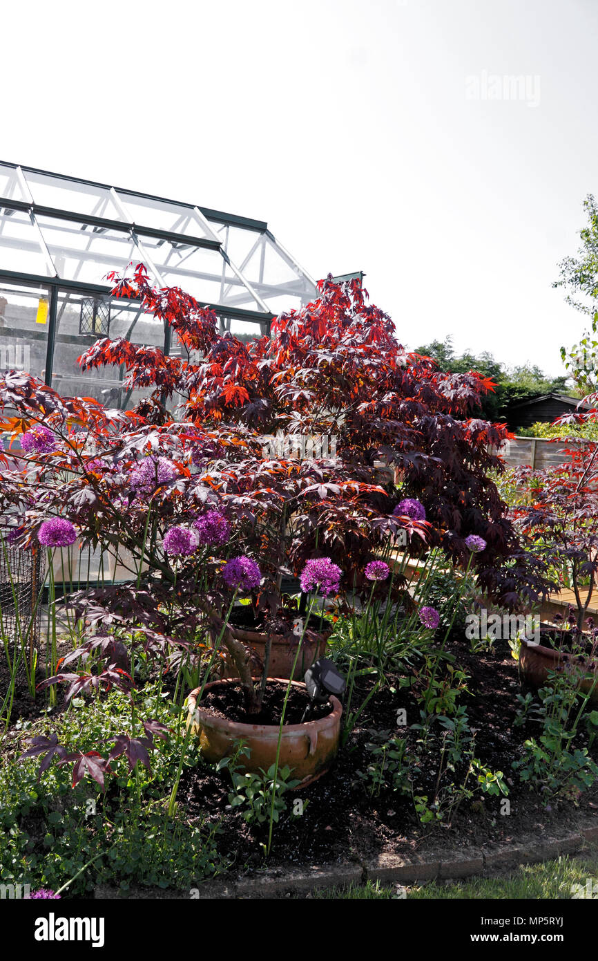 ACER PALMATUM ATROPURPUREUM. JAPANESE MAPLE. POT GROWN Stock Photo