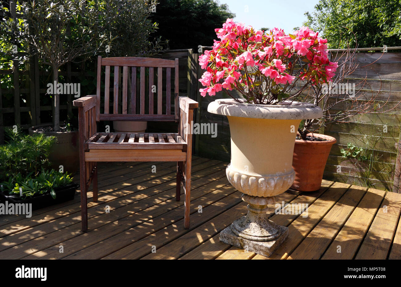 RHODODENDRON. AZALEA WINSOME IN A PEACEFUL SHADED GARDEN SEATING AREA Stock Photo