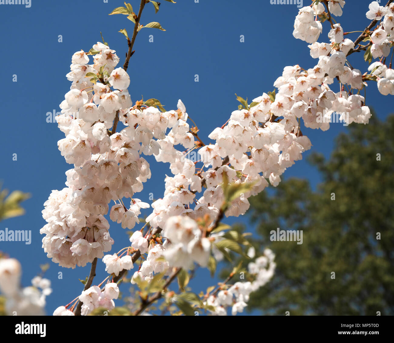 Cherry blossoms in toronto canada hi-res stock photography and images ...