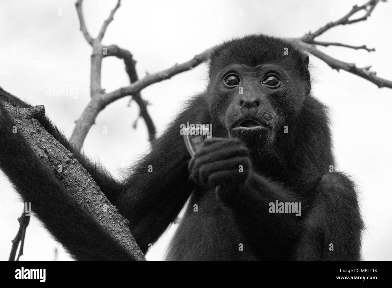 Howler monkey in the rain forest in central america Stock Photo
