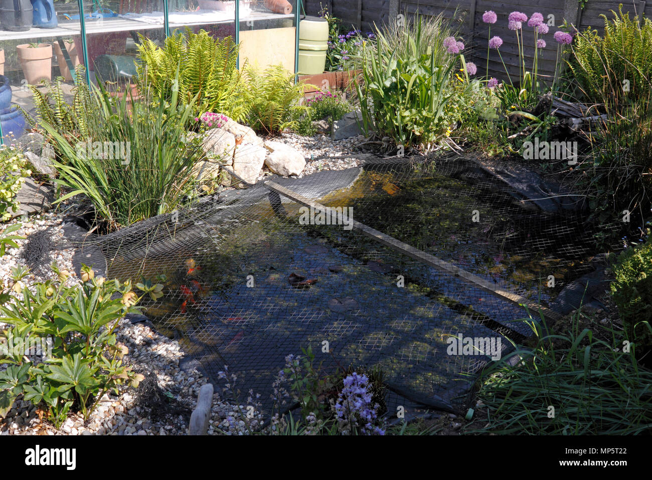 SMALL WILDLIFE GARDEN POND PROTECTED WITH A HERON NET. Stock Photo