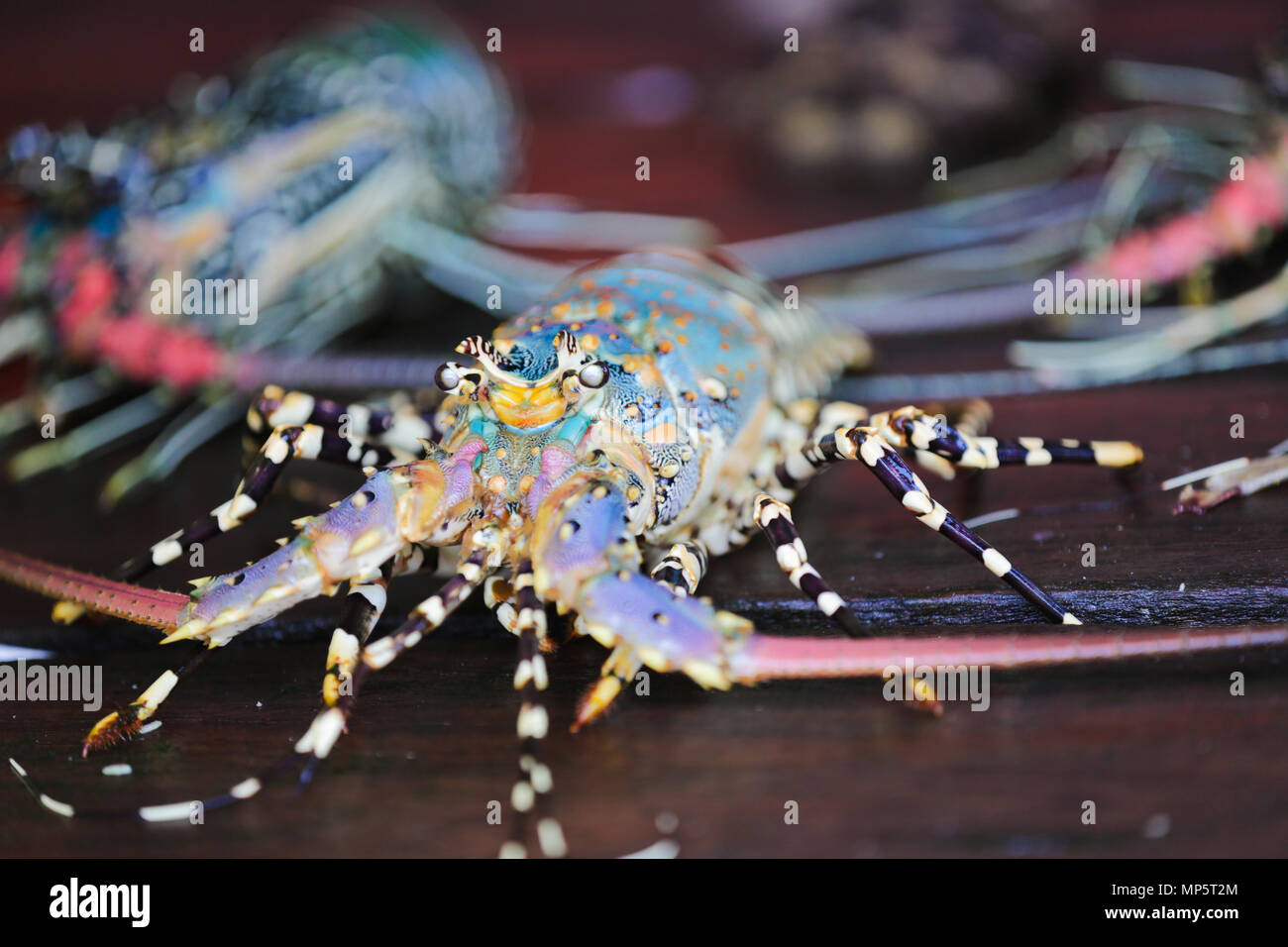 Fresh Lobster Cooking Ingredient Stock Photo Alamy