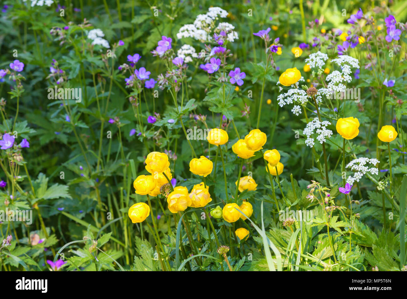 Flowering globe flowers and wood cranesbill on a meadow Stock Photo