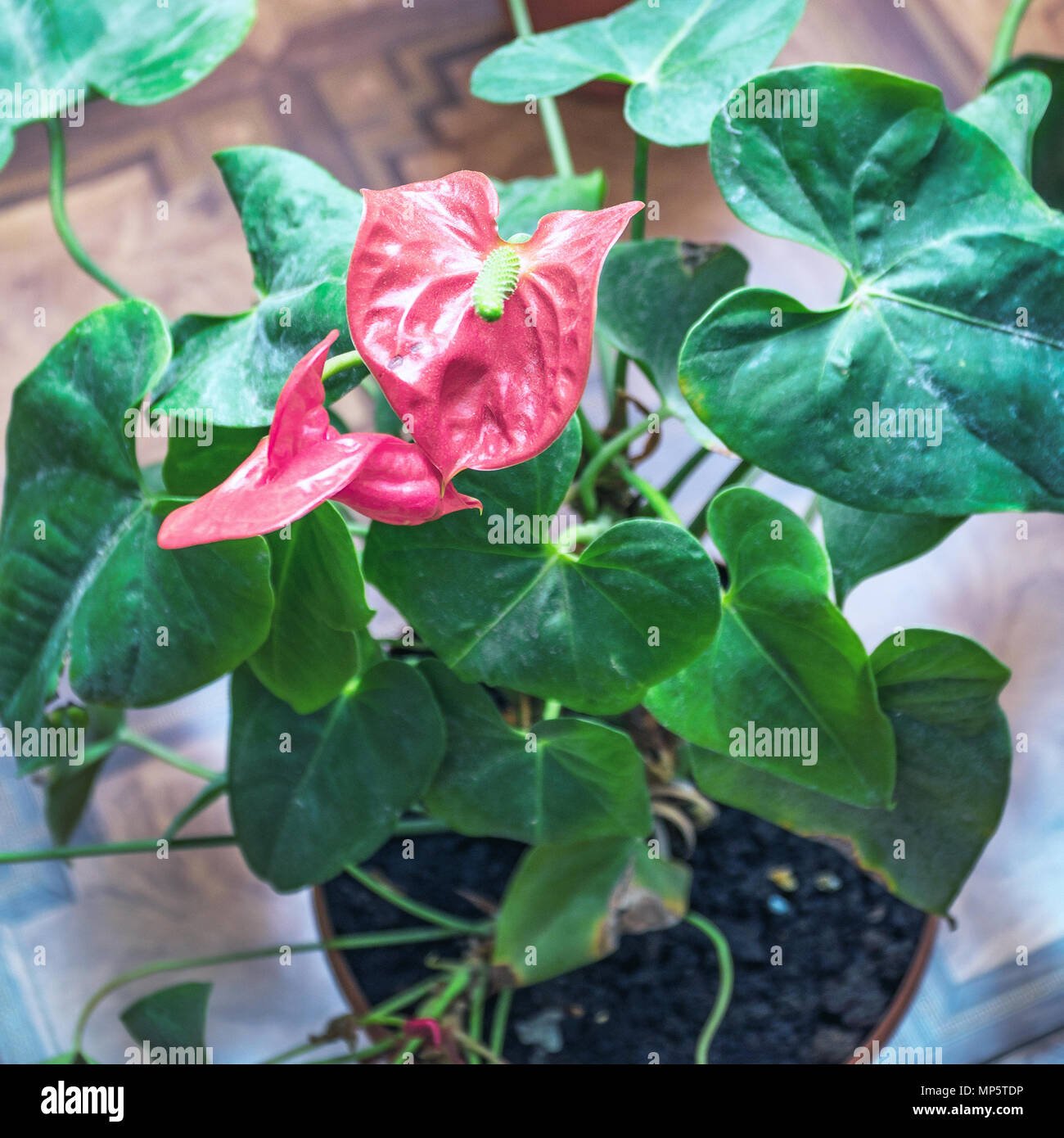 Red flower anthurium Stock Photo