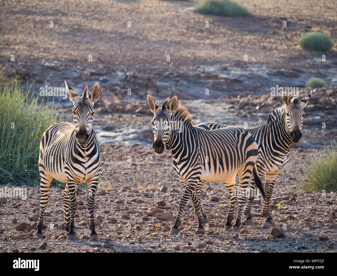 Three zebras standing in rocky surroundings during afternoon light, Palmwag Concession, Namibia, Africa Stock Photo