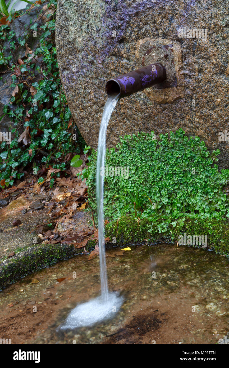 Natural water coming out of a fountain in the mountain Stock Photo Alamy
