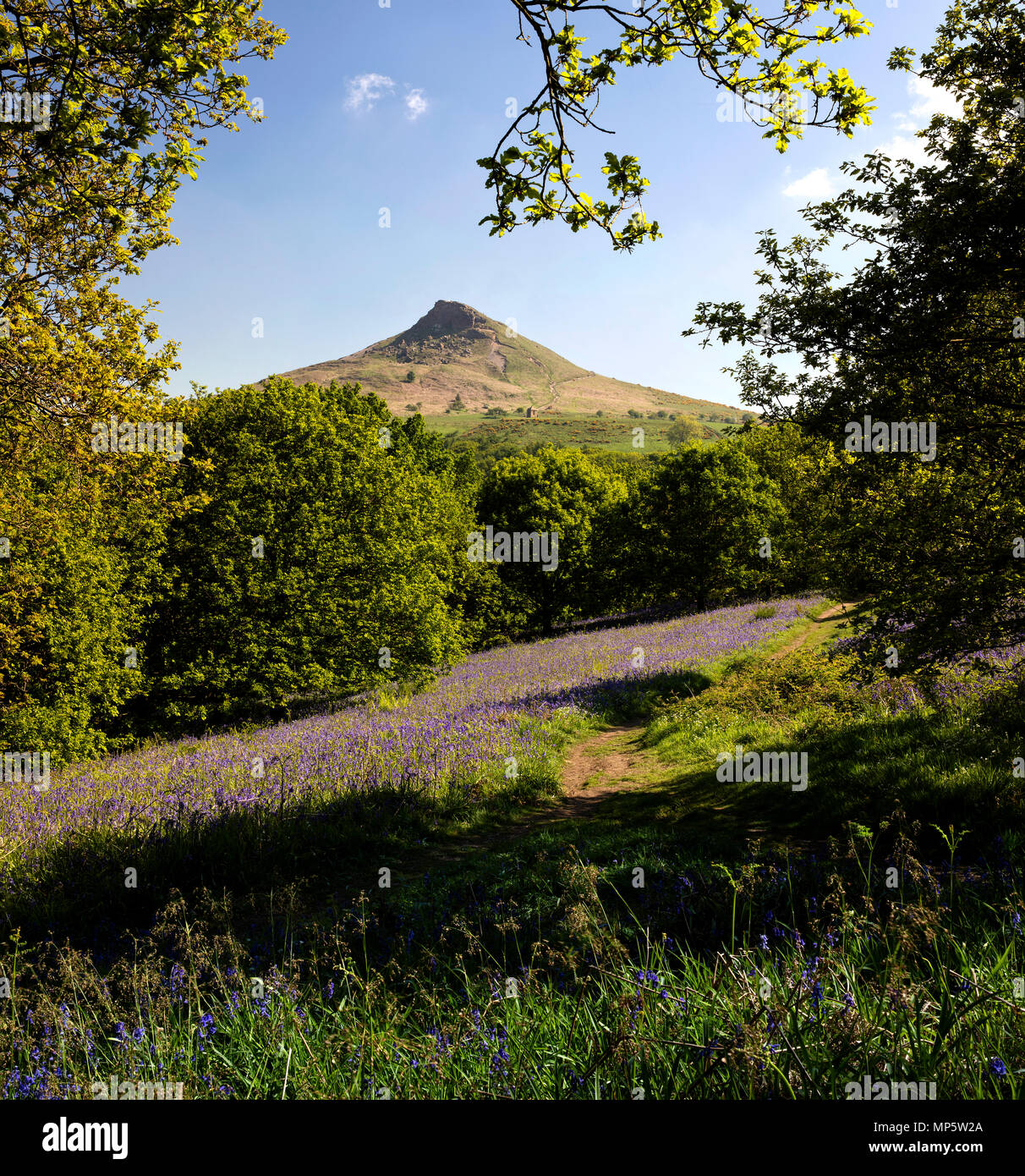 Roseberry Topping Spring Bluebells in Spring at Roseberry Topping in the North York Moors ...