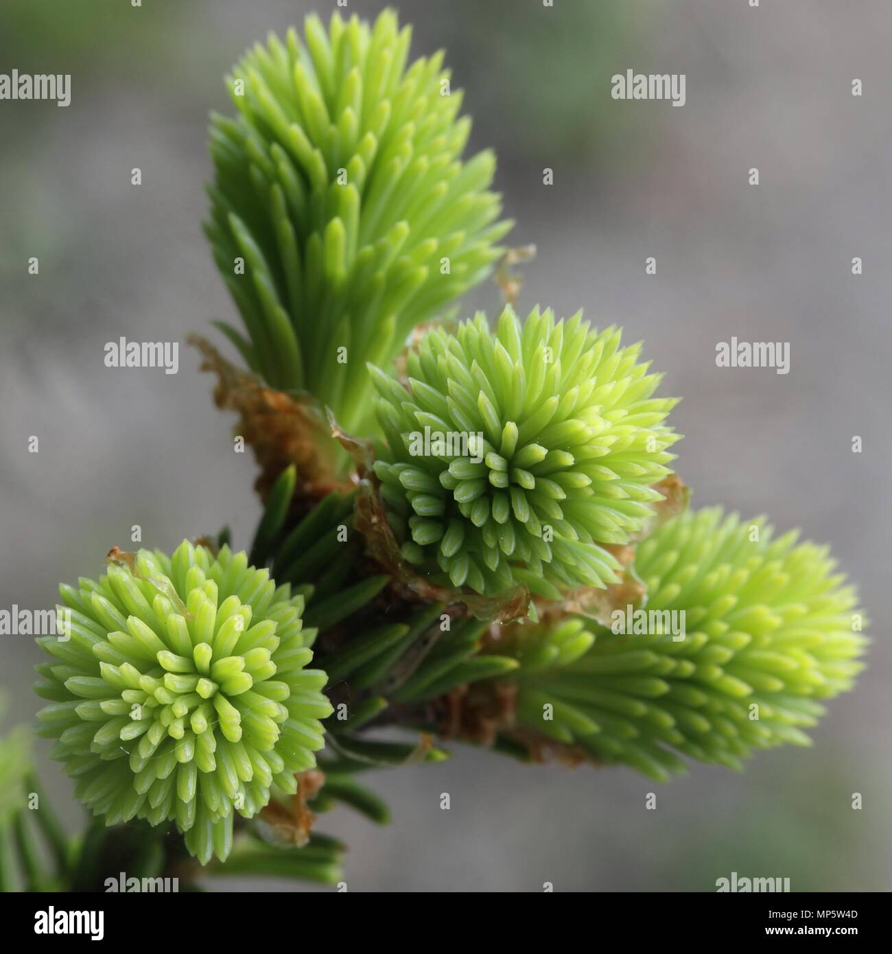 New shoots of spruce, superfood with medicinal  properties Stock Photo