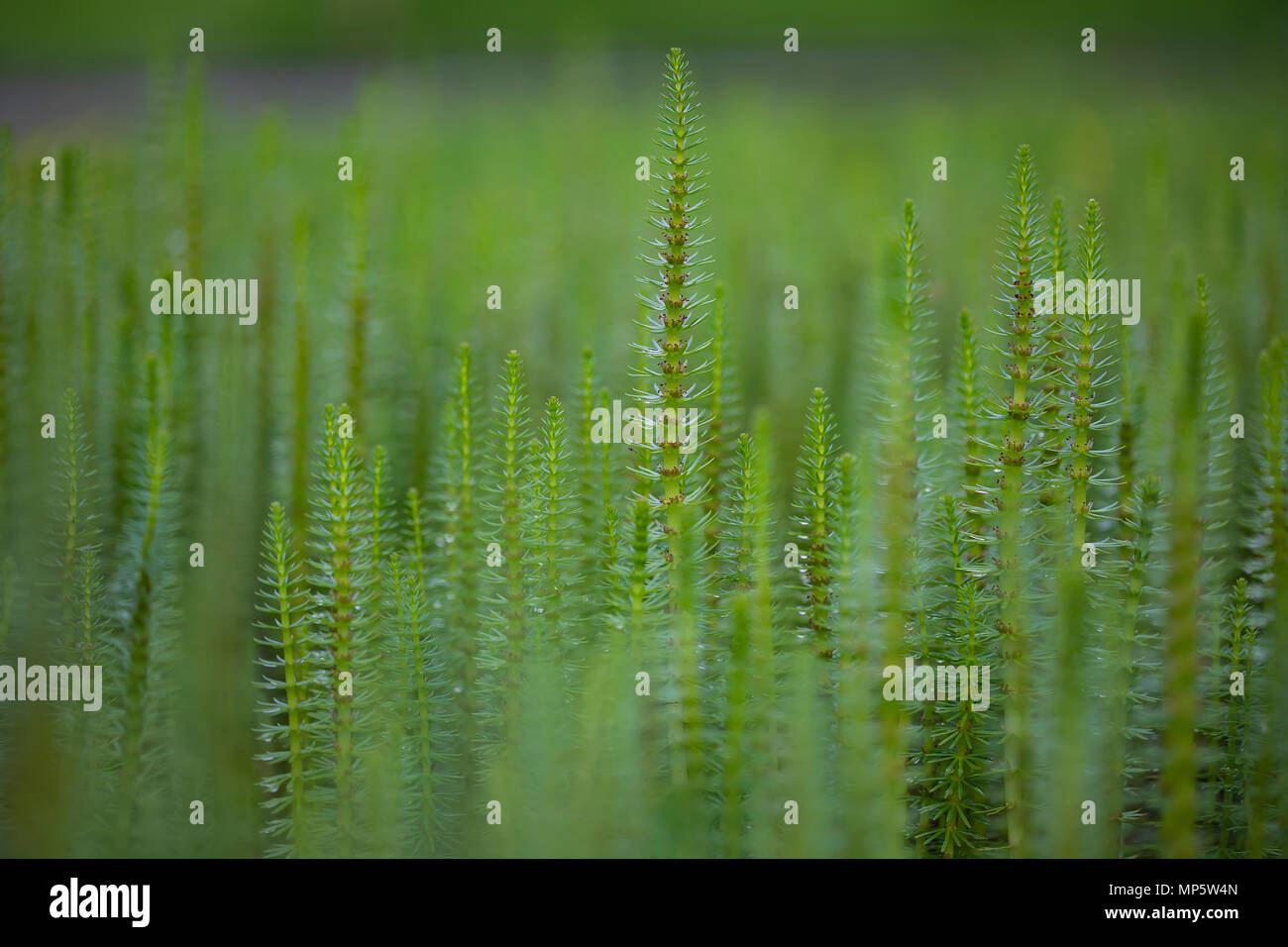 Mare's tail (Hippuris vulgaris) aquatic plant Stock Photo - Alamy