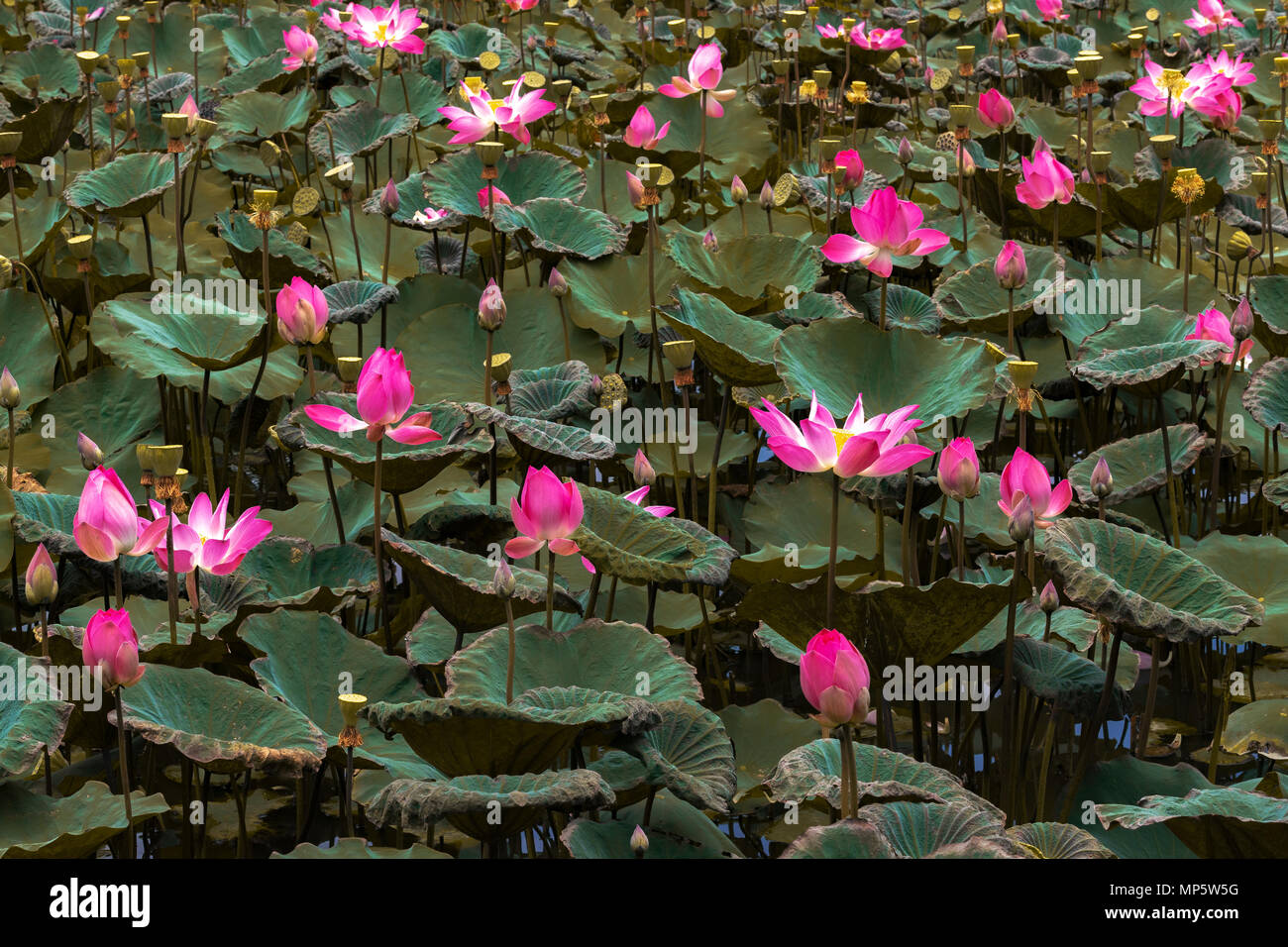 Beautiful lotus flowers hires stock photography and images Alamy
