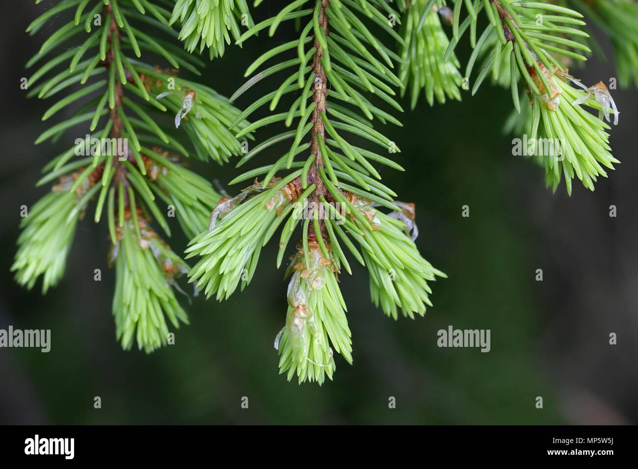 New shoots of spruce, superfood with medicinal  properties Stock Photo