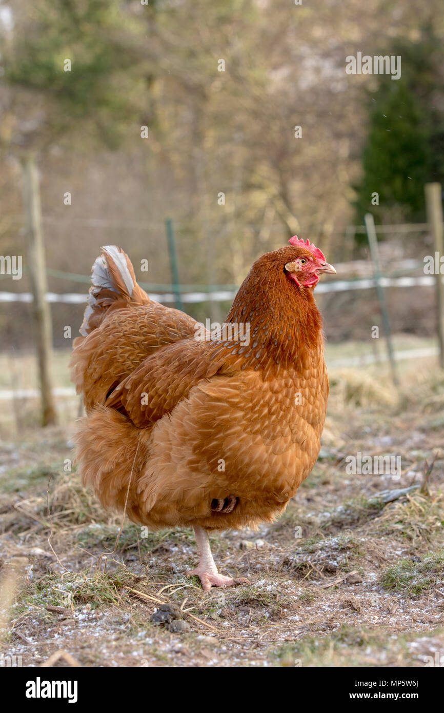 A reddish brown free range hen in Monmouthshire, Wales. Stock Photo