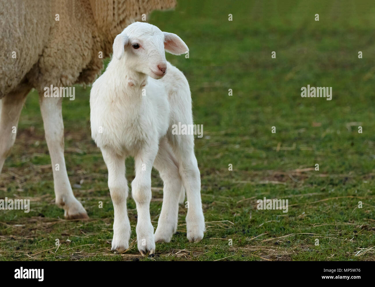 Beautiful lamb next to its mother in the landscape Stock Photo - Alamy