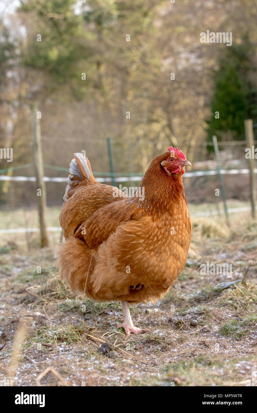 A reddish brown free range hen in Monmouthshire, Wales. Stock Photo