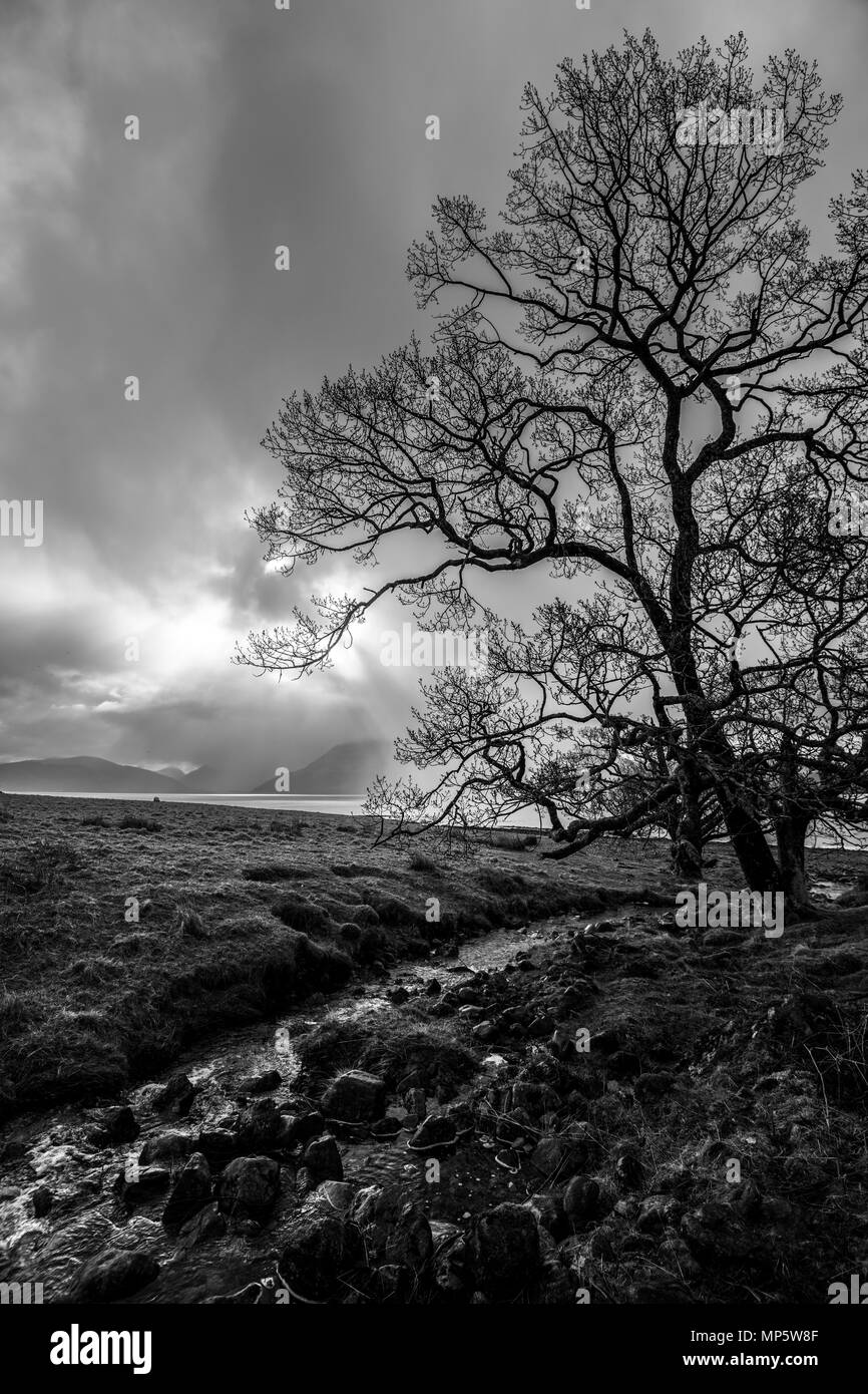 Black & White image of a deciduous tree in a storm on the shore of Loch Linnhe, near Corran, in the Highlands of Scotland. Stock Photo