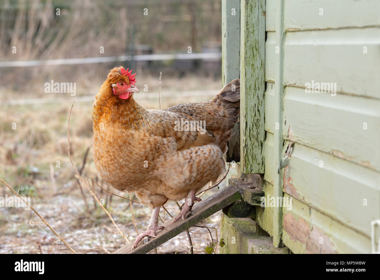 A light brown hen emerging from a hen house. Stock Photo
