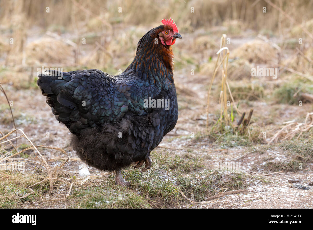 A black free range hen in Monmouthshire, Wales. Stock Photo