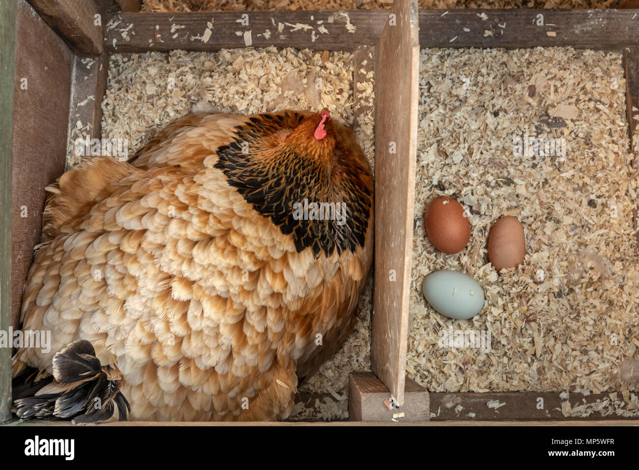 Sussex buff hen and assorted free range  eggs. Stock Photo