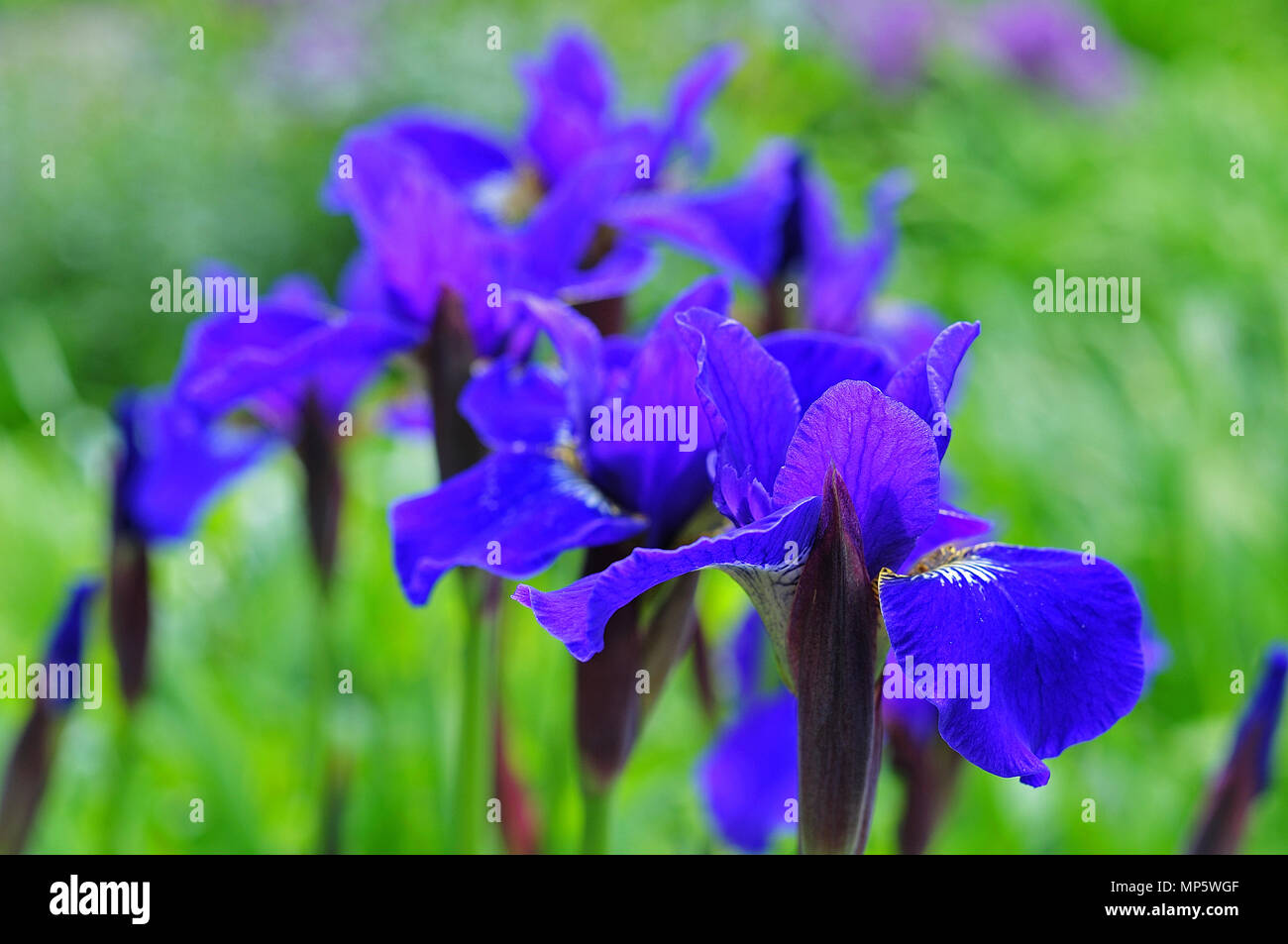 close up of blue petals of iris sanguinea in ornamental garden Stock Photo