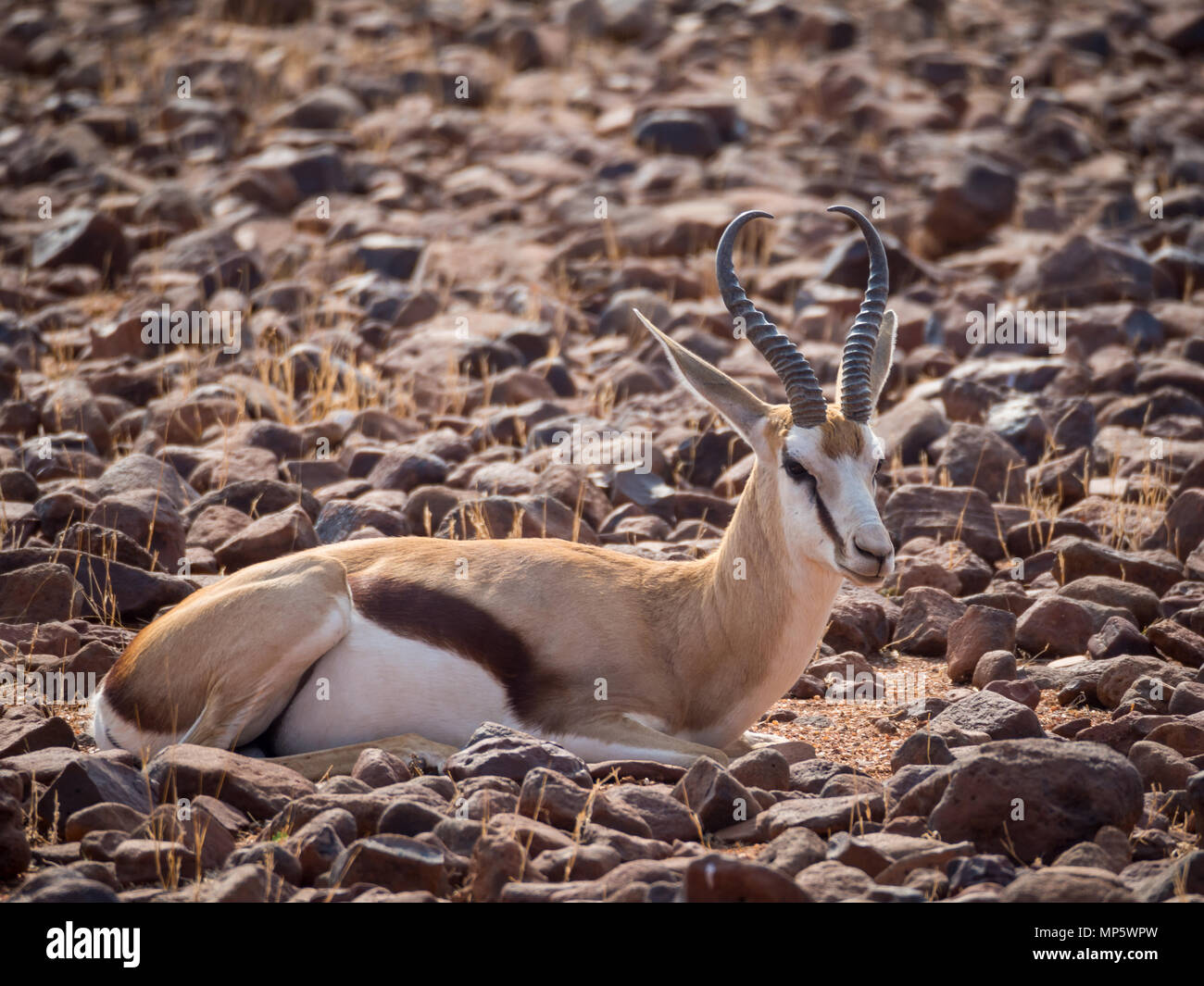 Springbok laying in rocky terrain at Palmwag Concession of Damaraland, Namibia, Southern Africa Stock Photo