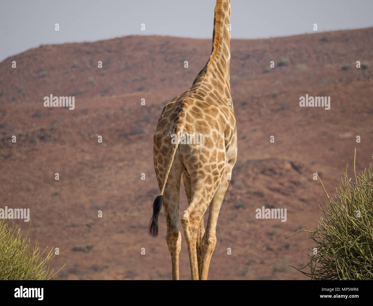 Lower part of African giraffe in front of rocky mountain, Palmwag Concession, Namibia, Africa Stock Photo