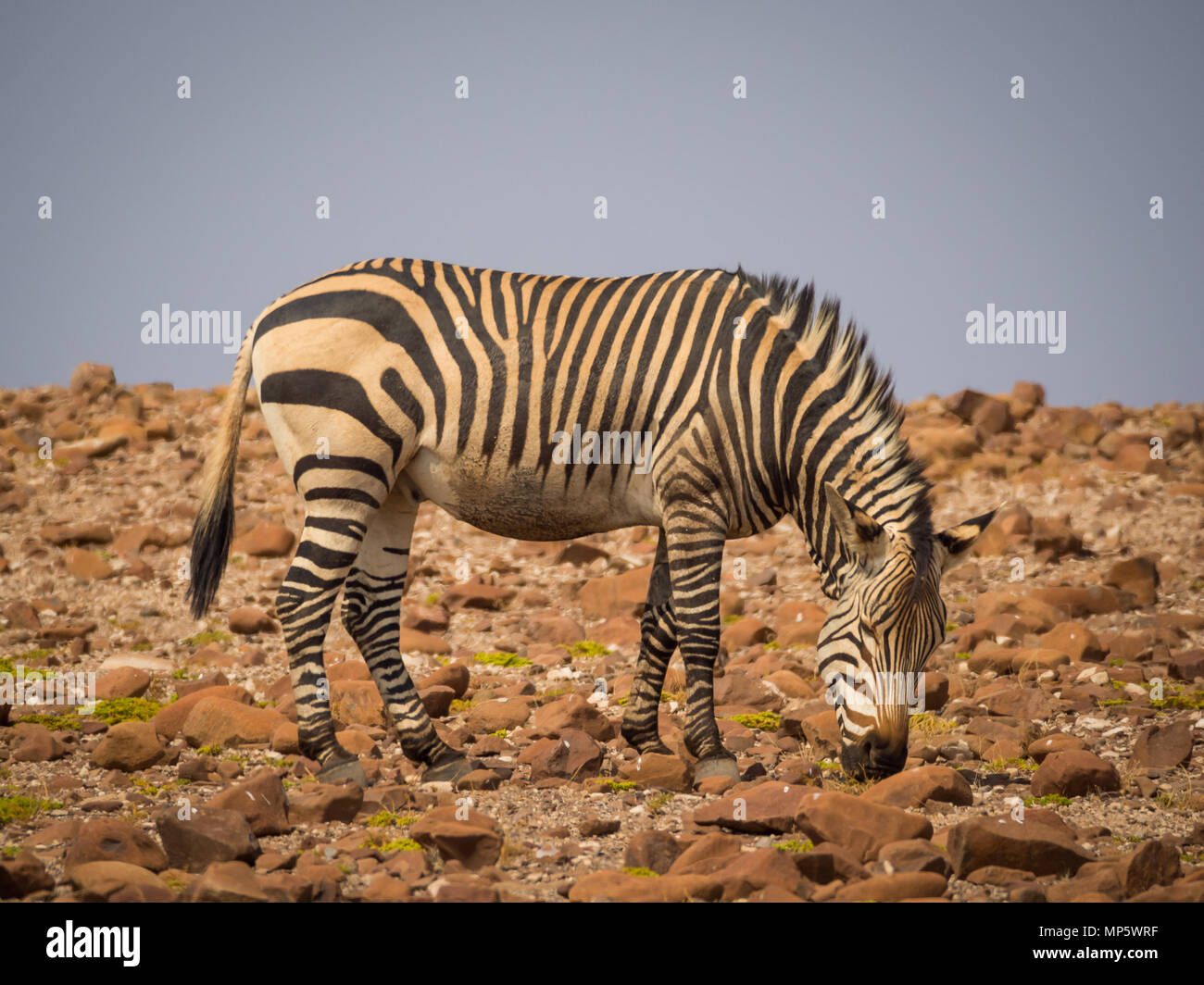 Zebra feeding in rocky surroundings during afternoon light, Palmwag Concession, Namibia, Africa Stock Photo