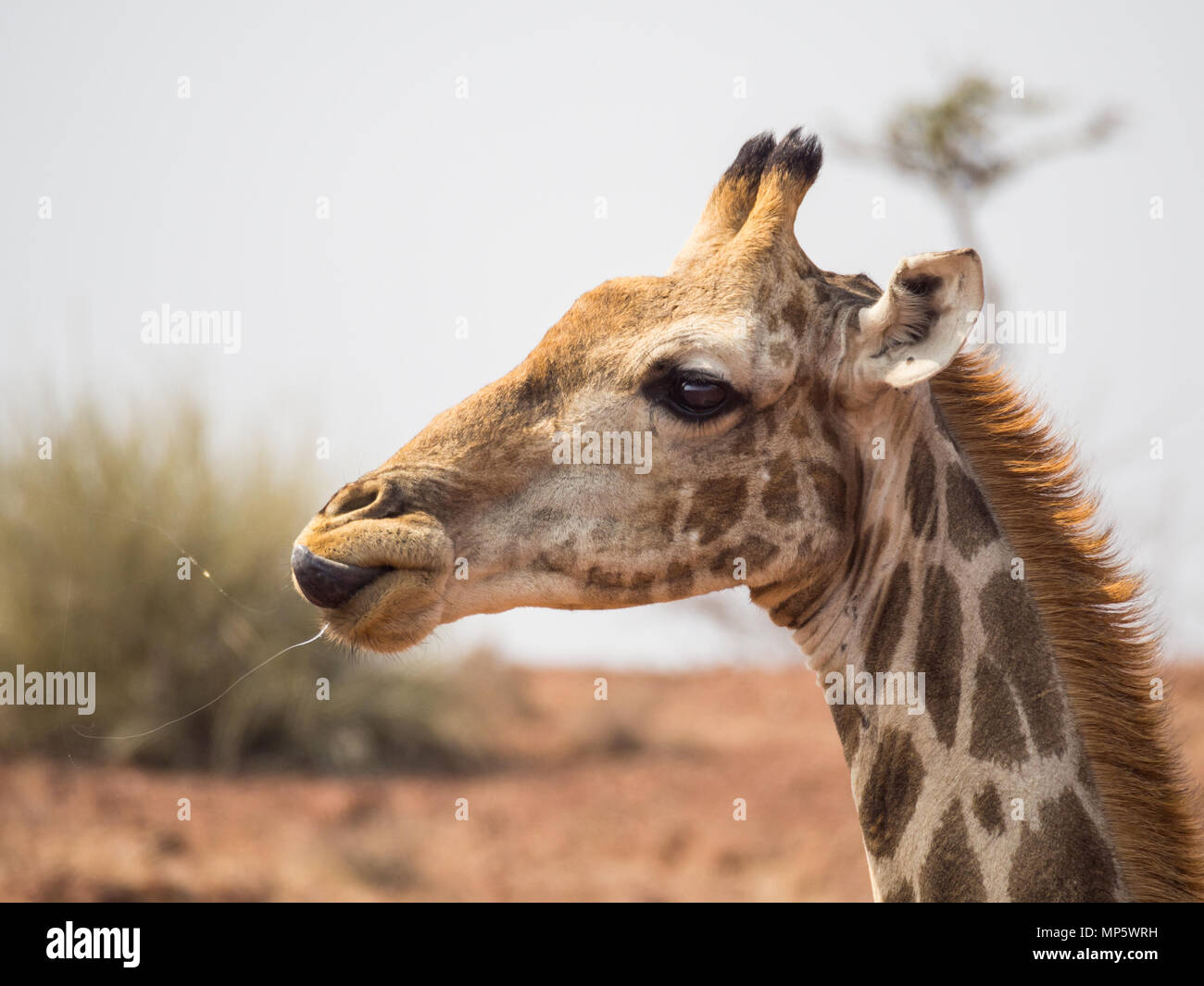 Portrait of giraffe head from the side, Palmwag Concession, Namibia, Southern Africa Stock Photo