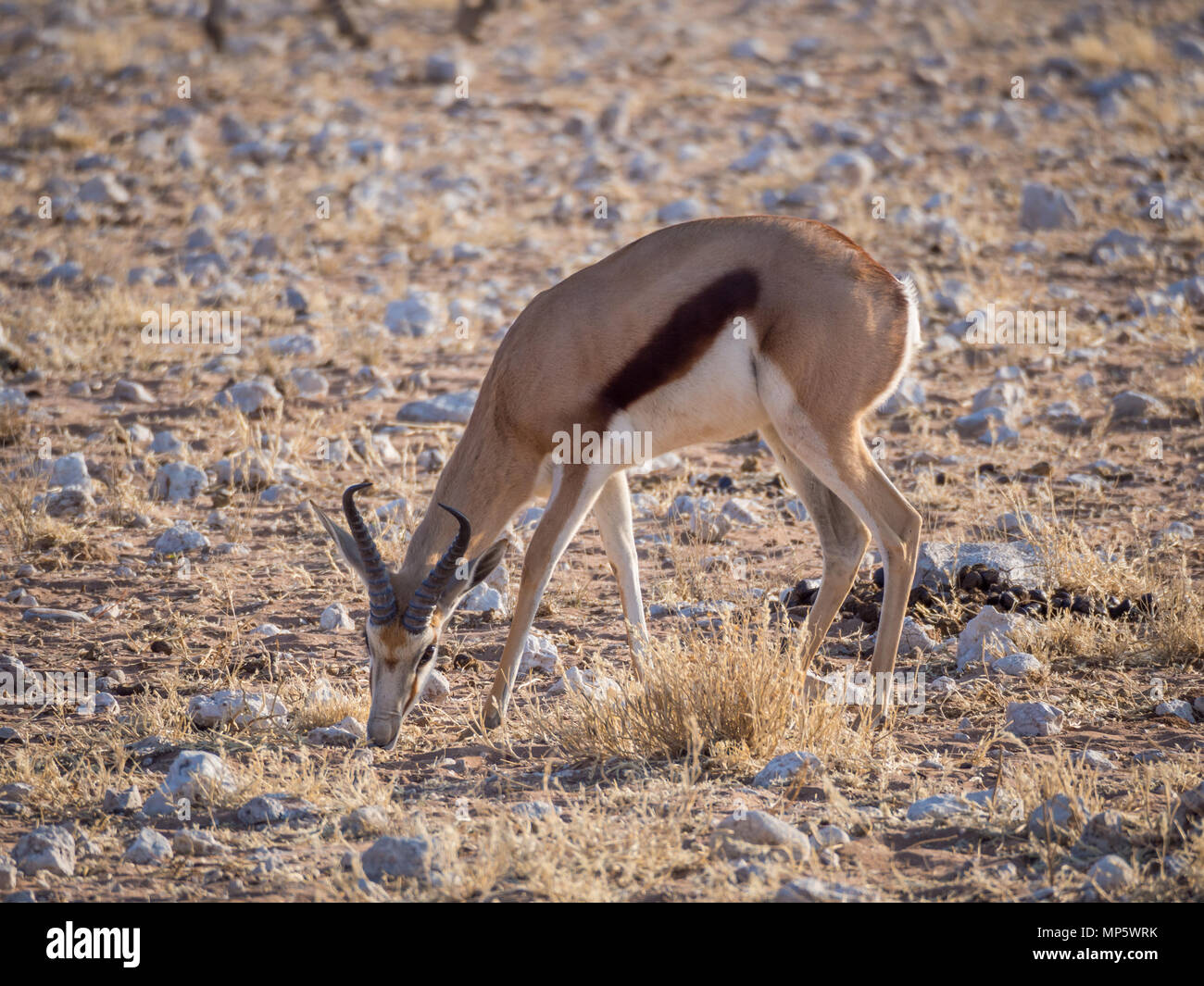 Male springbok feeding in rocky terrain at Palmwag Concession of Damaraland, Namibia, Southern Africa Stock Photo