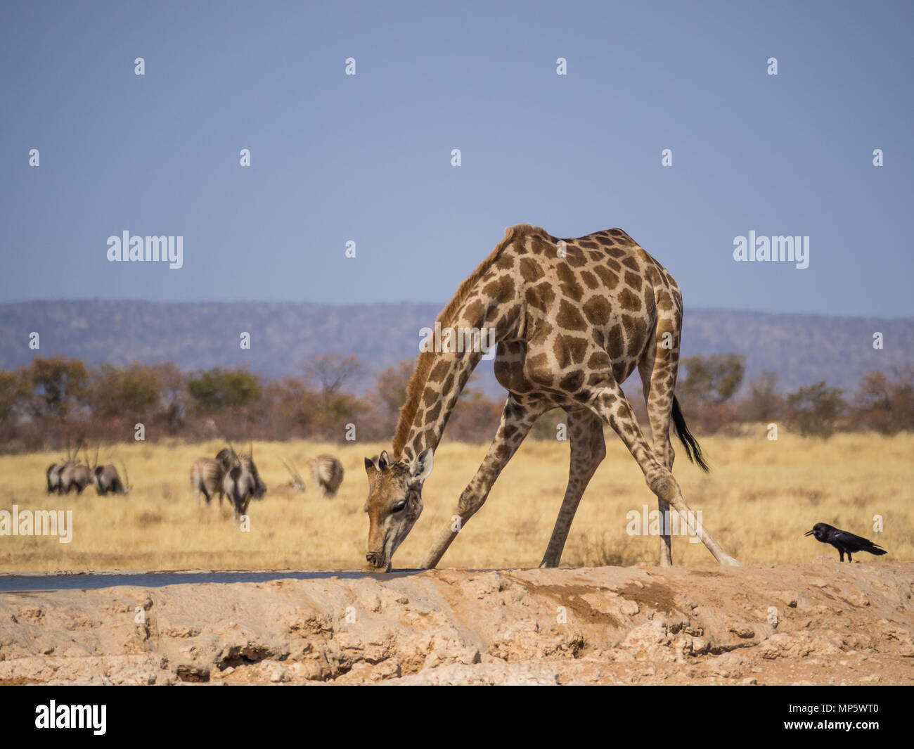 Giraffe bending down to drink at water hole in Etosha National Park, Namibia, Southern Africa Stock Photo