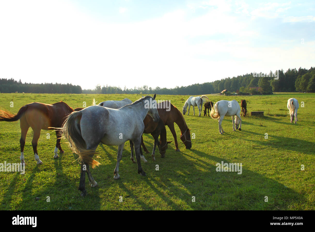 White horse pasturage at sunset, grass field Stock Photo
