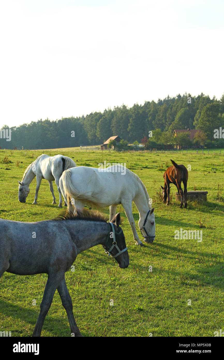 White horse pasturage at sunset, grass field Stock Photo