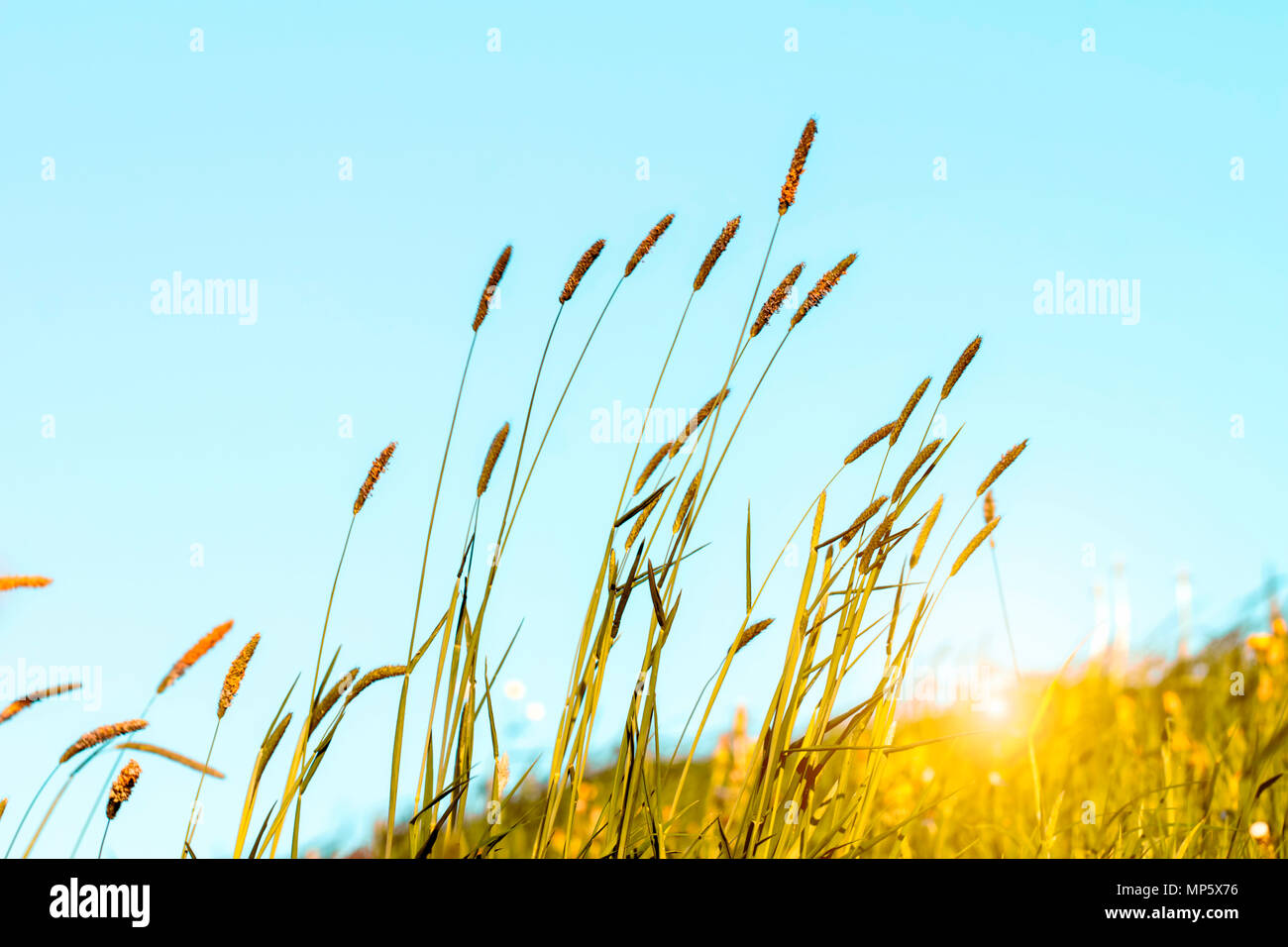 Flowering grass in detail - Allergens - Allergy in Germany Stock Photo