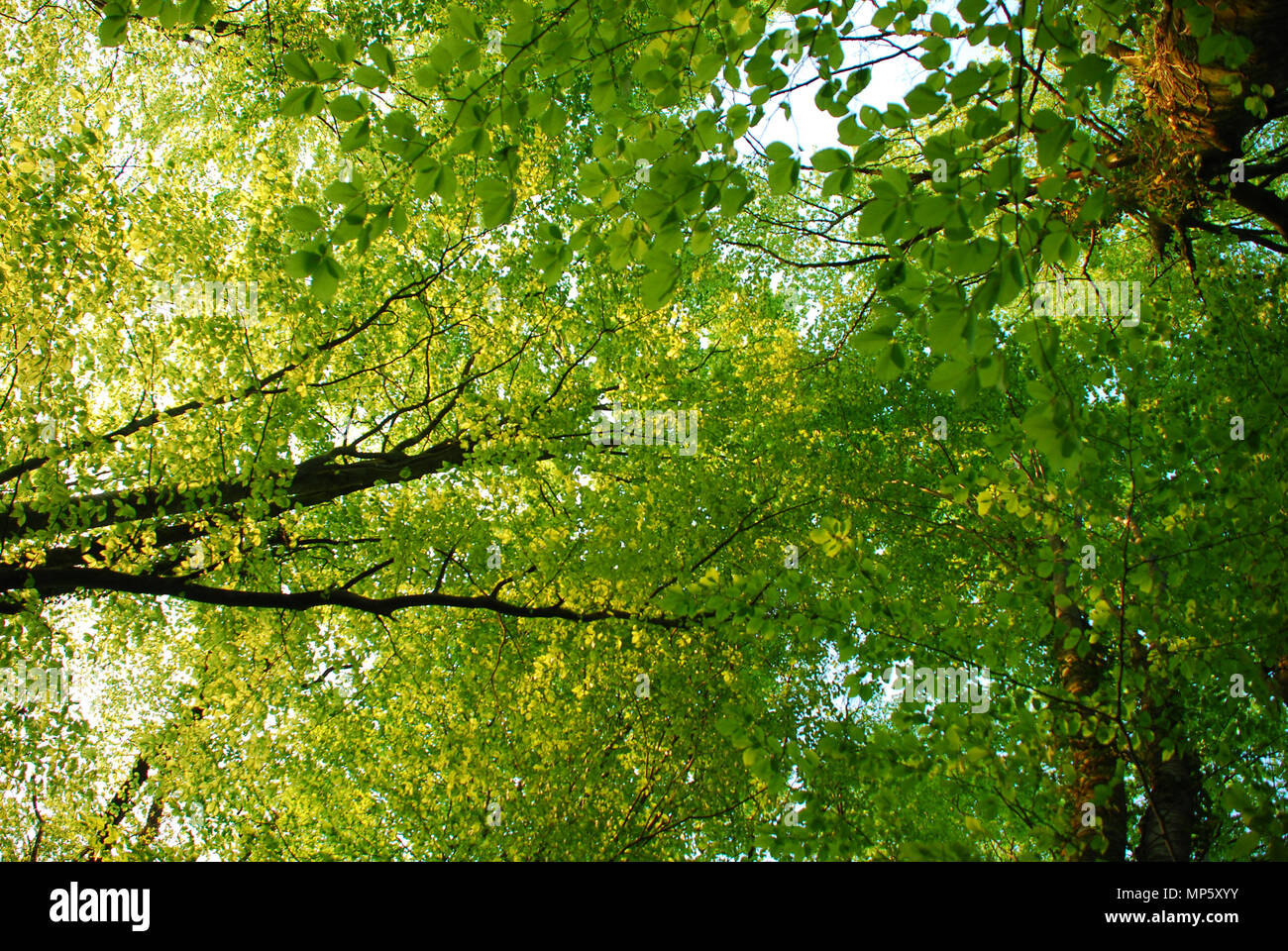 Leafy Canopy Stock Photos & Leafy Canopy Stock Images Alamy