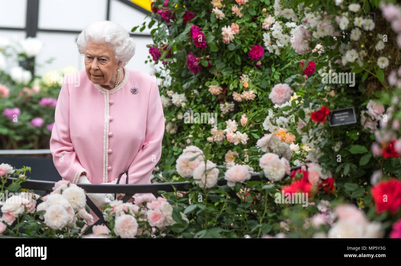 Queen Elizabeth II looks at a display of roses on the Peter Beale roses display stand during her visit to this year's RHS Chelsea Flower Show at the Royal Hospital Chelsea, London. Stock Photo
