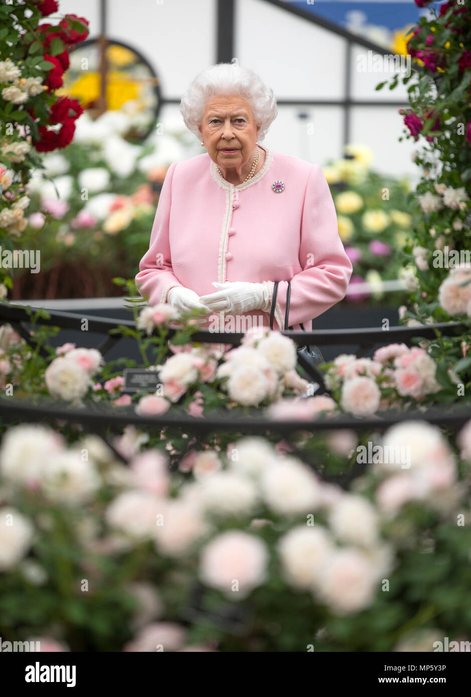 Queen Elizabeth II looks at a display of roses on the Peter Beale roses display stand during her visit to this year's RHS Chelsea Flower Show at the Royal Hospital Chelsea, London. Stock Photo