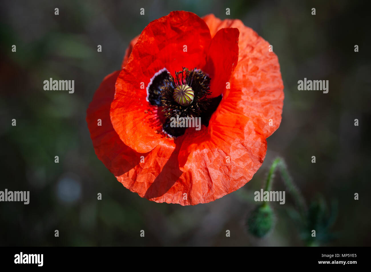 Red opium poppy flower, top view. Close-up photo with selective soft focus Stock Photo