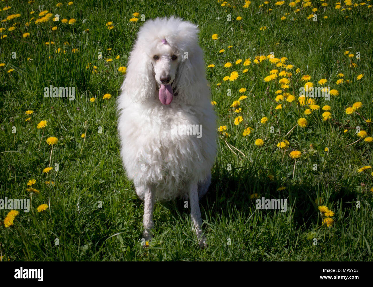 White Royal poodle dog lying on the green grass Stock Photo - Alamy