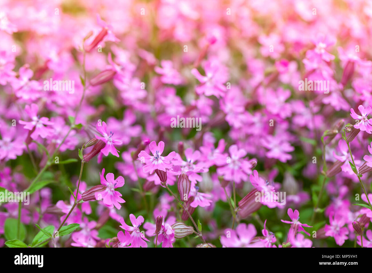 Bright pink flowers in spring garden. Close-up photo with selective focus. Phlox subulata or Creeping Phlox Stock Photo