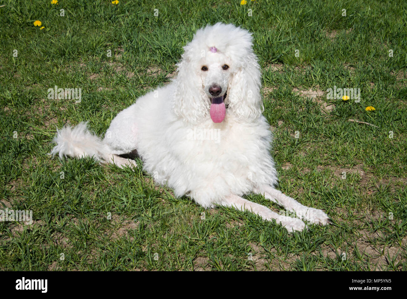 Portrait poodle white hi-res stock photography and images - Alamy