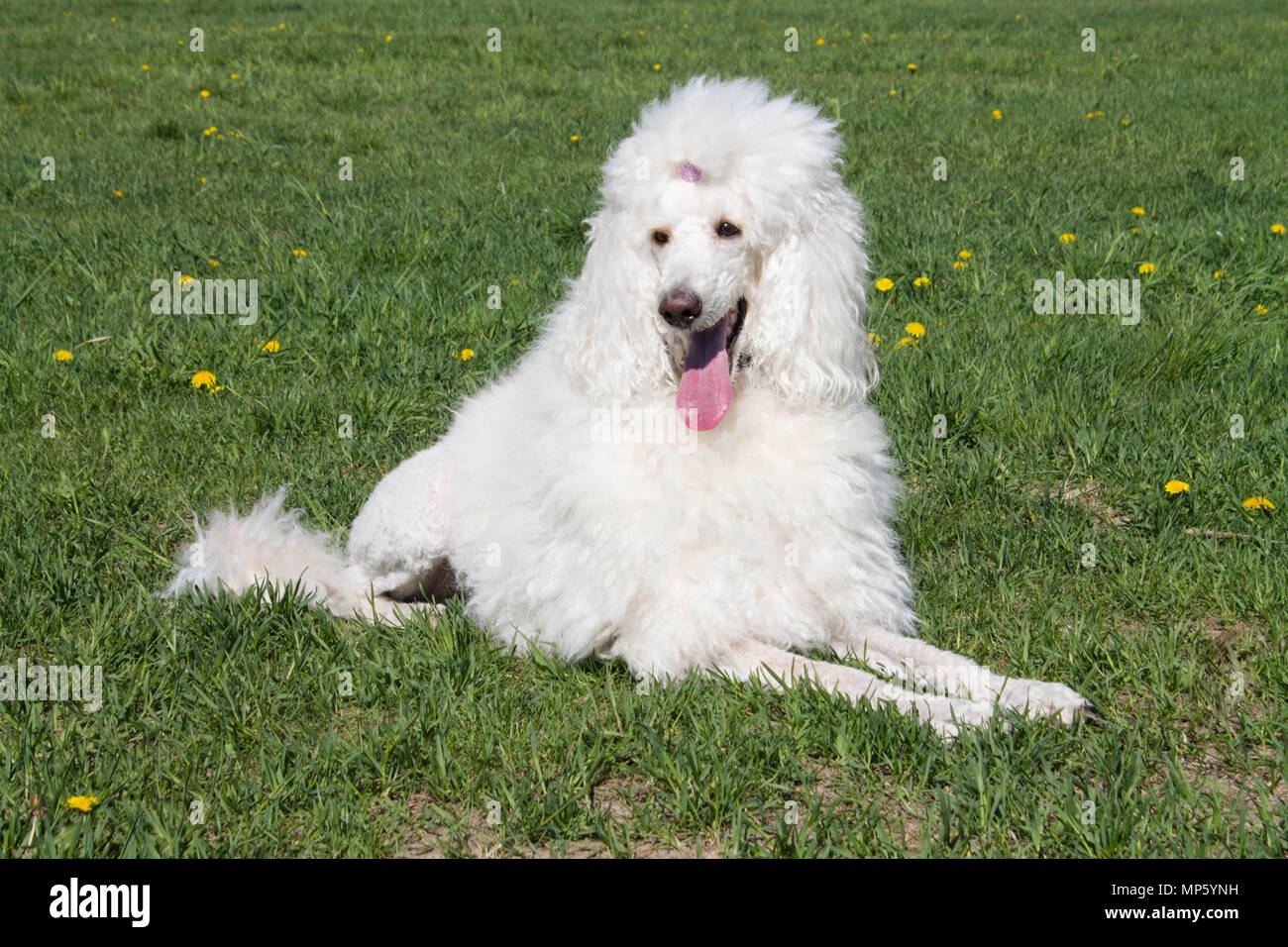 White Royal poodle dog lying on the green grass Stock Photo - Alamy
